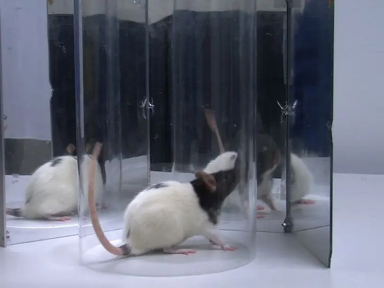 Unilateral Pyramidotomy of the Corticospinal Tract in Rats for Assessment of Neuroplasticity-inducing Therapies