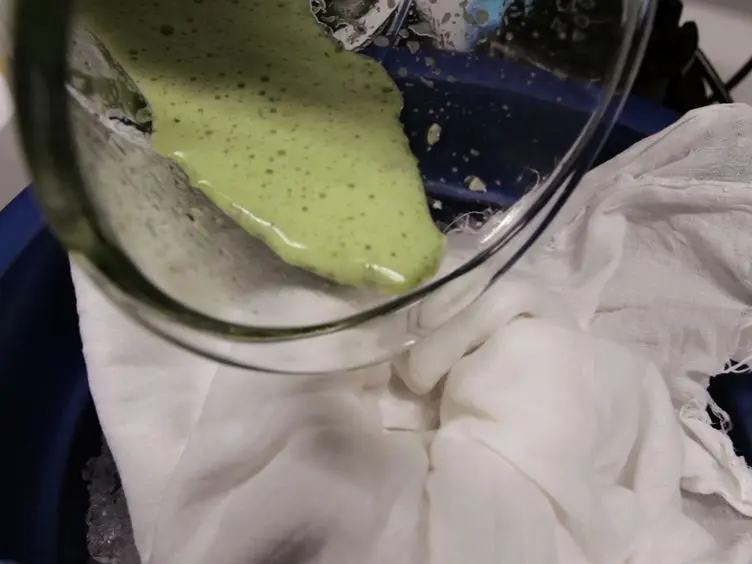 <em>In Vitro</em> Reconstitution of Light-harvesting Complexes of Plants and Green Algae