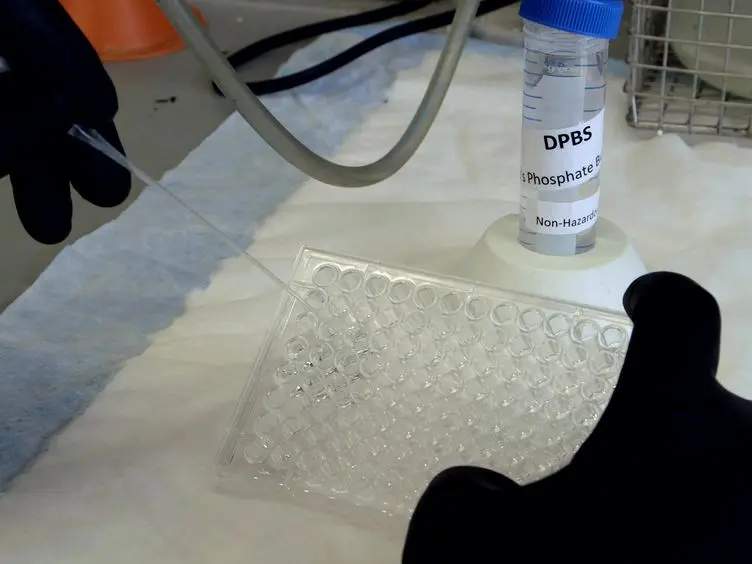 The Use of the <em>Ex Vivo</em> Chandler Loop Apparatus to Assess the Biocompatibility of Modified Polymeric Blood Conduits