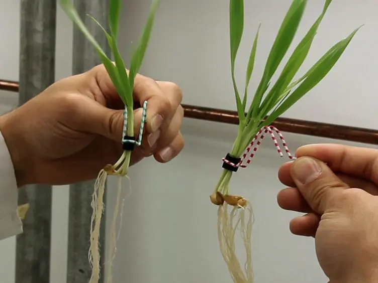 Measuring Fluxes of Mineral Nutrients and Toxicants in Plants with Radioactive Tracers