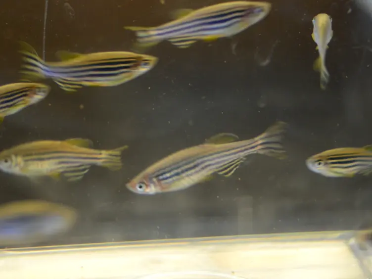 Kidney Regeneration in Adult Zebrafish by Gentamicin Induced Injury