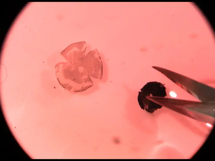 Vibratome Sectioning Mouse Retina to Prepare Photoreceptor Cultures