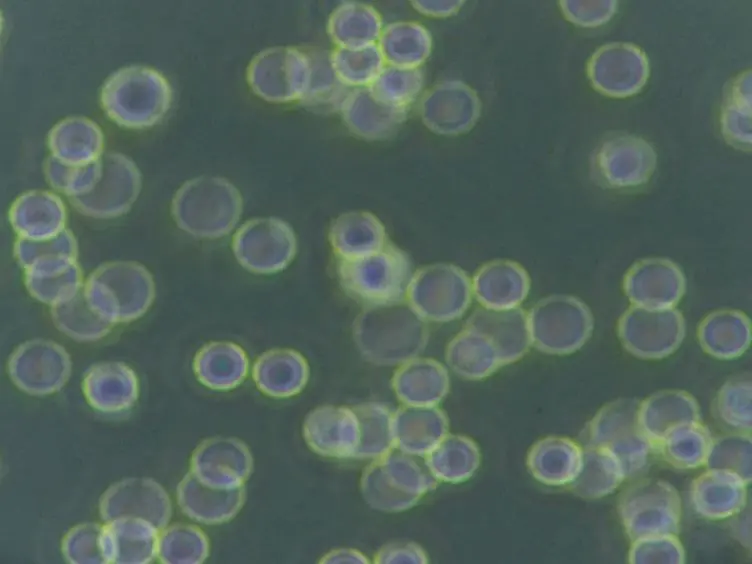 Highly Efficient Transfection of Human THP-1 Macrophages by Nucleofection