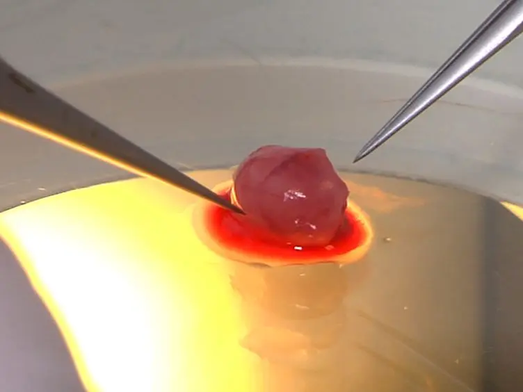 Manipulating the Murine Lacrimal Gland