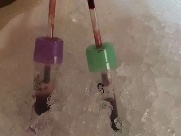 Non-Terminal Blood Sampling Techniques in Guinea Pigs