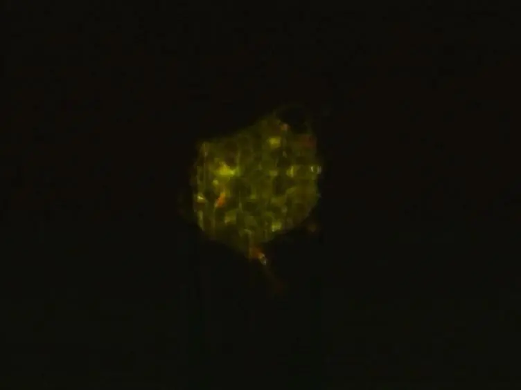 Single Plane Illumination Module and Micro-capillary Approach for a Wide-field Microscope