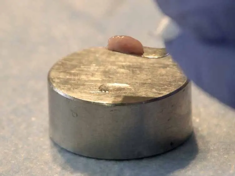 Slice It Hot: Acute Adult Brain Slicing in Physiological Temperature