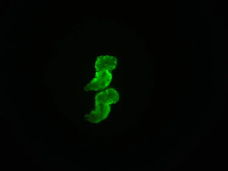 Large-scale Zebrafish Embryonic Heart Dissection for Transcriptional Analysis