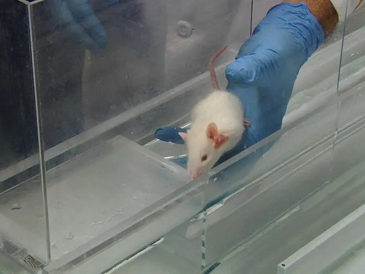 Training Rats to Voluntarily Dive Underwater: Investigations of the Mammalian Diving Response
