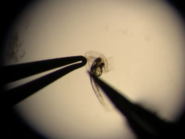 Live Imaging of Innate Immune and Preneoplastic Cell Interactions Using an Inducible Gal4/UAS Expression System in Larval Zebrafish Skin