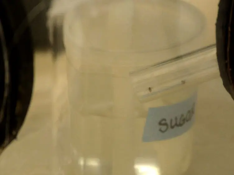 Flying Insect Detection and Classification with Inexpensive Sensors