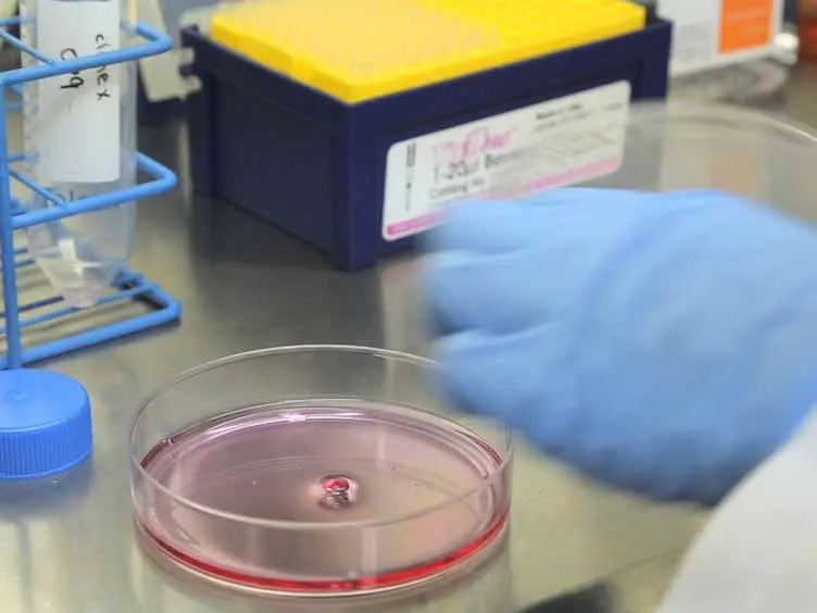 Derivation of T Cells <em>In Vitro</em> from Mouse Embryonic Stem Cells