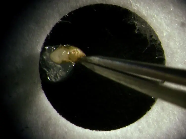 Live-imaging of the <em>Drosophila</em> Pupal Eye