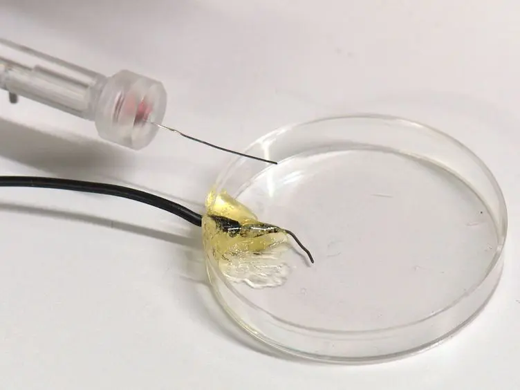 The Olfactory System as a Model to Study Axonal Growth Patterns and Morphology <em>In Vivo</em>