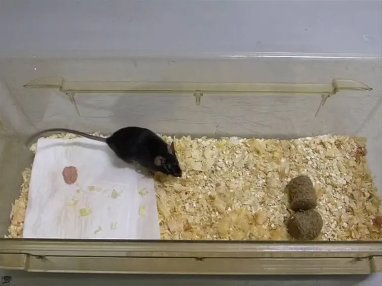 Mouse Kidney Transplantation: Models of Allograft Rejection