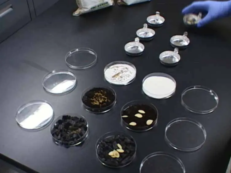 Physical, Chemical and Biological Characterization of Six Biochars Produced for the Remediation of Contaminated Sites