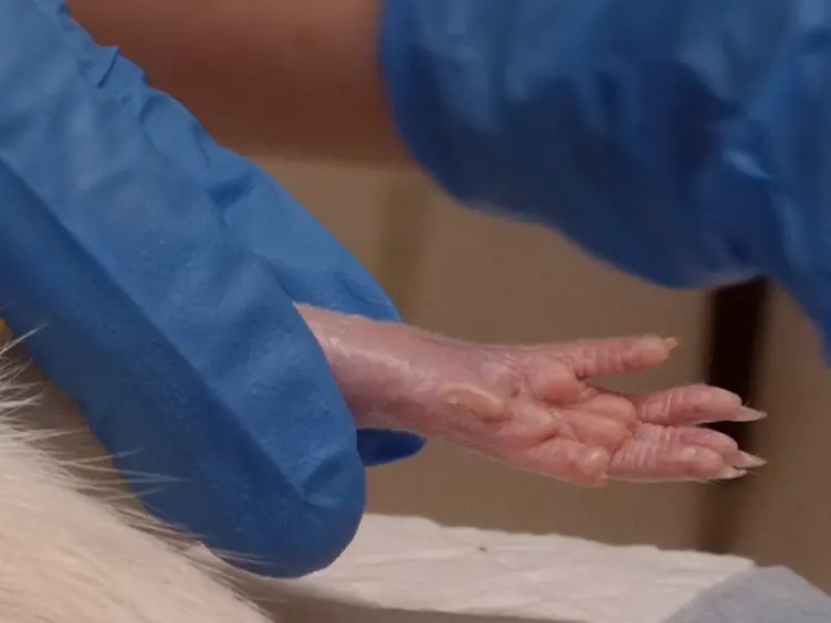 Remote Limb Ischemic Preconditioning:  A Neuroprotective Technique in Rodents