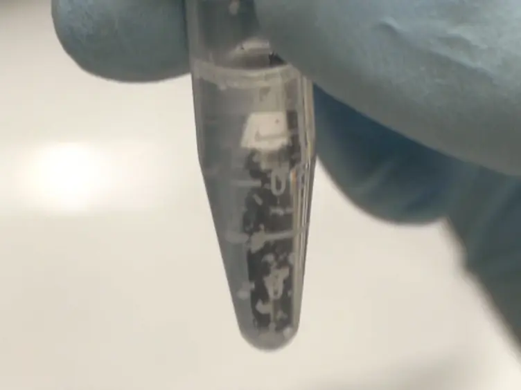 Isolation of Myofibroblasts from Mouse and Human Esophagus