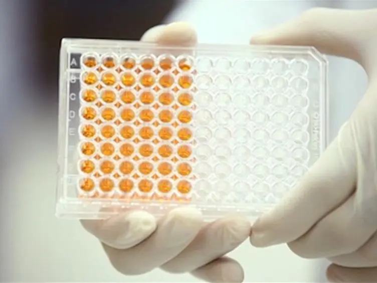 Development of an <em>in vitro</em> model system for studying the interaction of <em>Equus</em> <em>caballus</em> IgE with its high-affinity receptor FcεRI