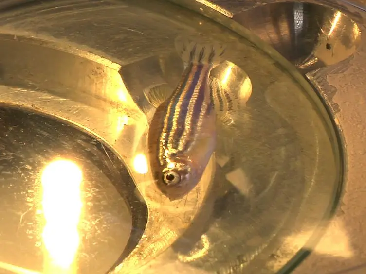 Recovery of Adult Zebrafish Hearts for High-throughput Applications