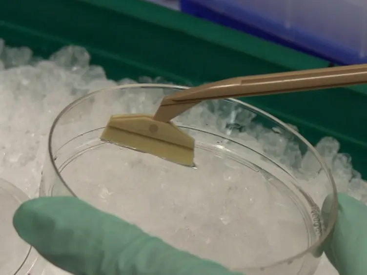 Electroporation of Functional Bacterial Effectors into Mammalian Cells