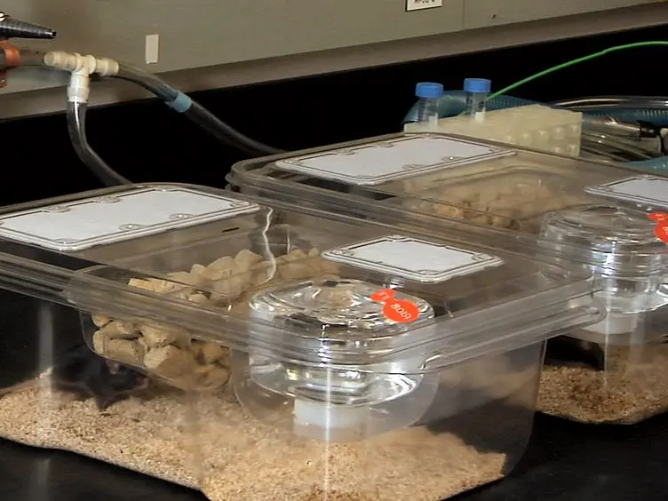 A Mouse Fetal Skin Model of Scarless Wound Repair