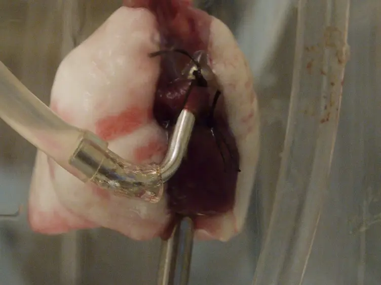 Method of Isolated <em>Ex Vivo</em> Lung Perfusion in a Rat Model: Lessons Learned from Developing a Rat EVLP Program