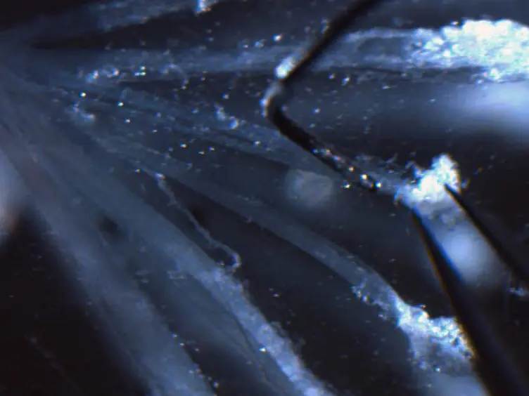 <em>In vitro</em> Functional Characterization of Mouse Colorectal Afferent Endings