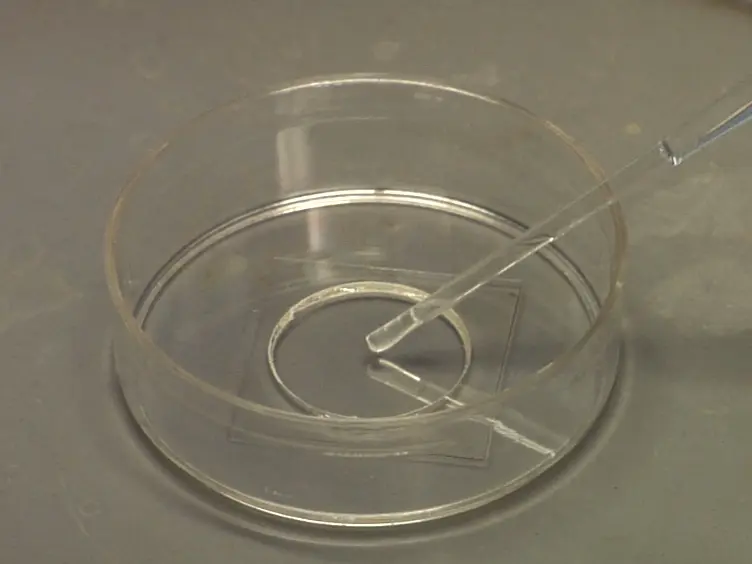 Polyacrylamide Gels for Invadopodia and Traction Force Assays on Cancer Cells