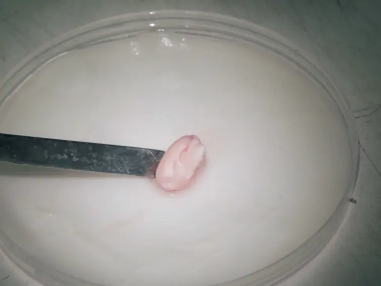 Organotypic Slice Cultures for Studies of Postnatal Neurogenesis
