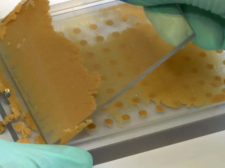 A Multi-detection Assay for Malaria Transmitting Mosquitoes