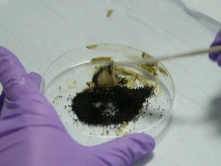 Cultivation of <em>Heligmosomoides Polygyrus:</em> An Immunomodulatory Nematode Parasite and its Secreted Products