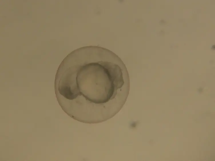 Mechanical Vessel Injury in Zebrafish Embryos