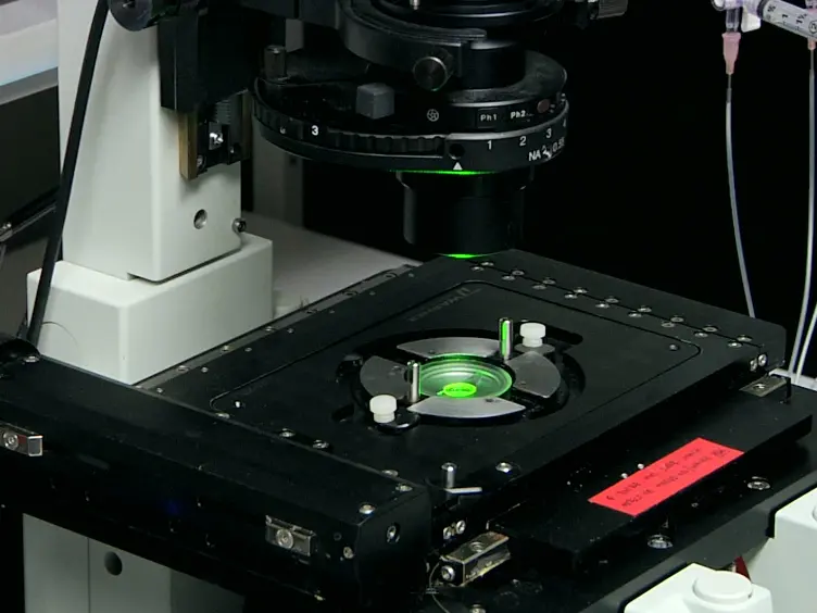 Determining Membrane Protein Topology Using Fluorescence Protease Protection (FPP)