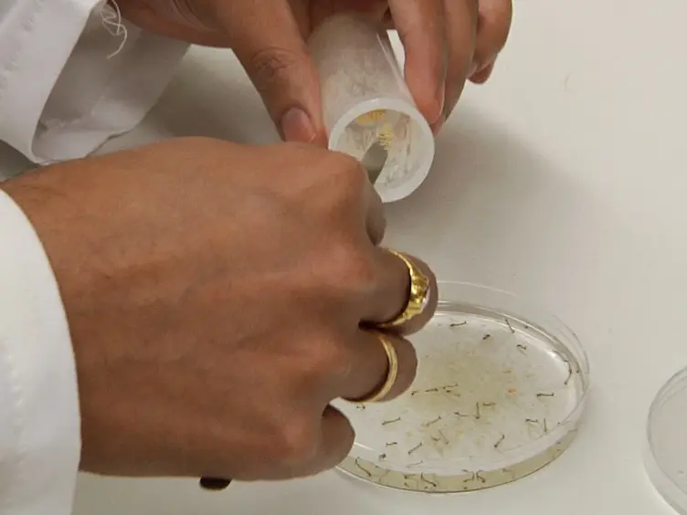 Chitosan/Interfering RNA Nanoparticle Mediated Gene Silencing in Disease Vector Mosquito Larvae