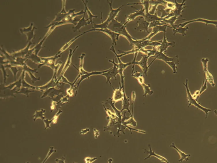 Using Mouse Mammary Tumor Cells to Teach Core Biology Concepts: A Simple Lab Module