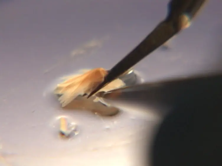 A Time Differential Staining Technique Coupled with Full Bilateral Gill Denervation to Study Ionocytes in Fish