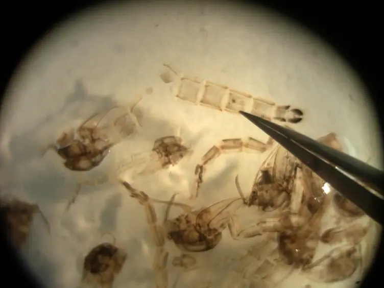 Use of Chironomidae (Diptera) Surface-Floating Pupal Exuviae as a Rapid Bioassessment Protocol for Water Bodies