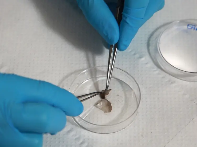Preparation of Single-cell Suspensions for Cytofluorimetric Analysis from Different Mouse Skin Regions