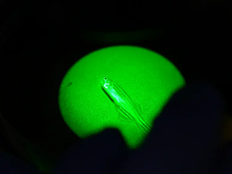 Normal and Malignant Muscle Cell Transplantation into Immune Compromised Adult Zebrafish