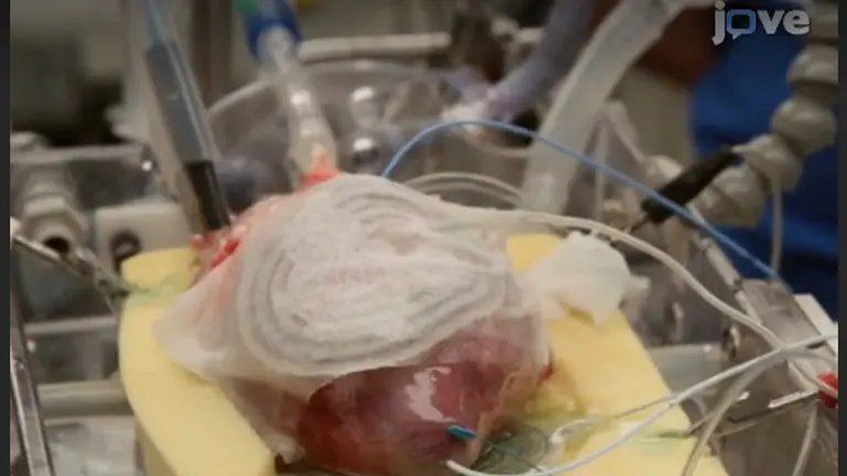 Testing the Efficacy of Pharmacological Agents in a Pericardial Target Delivery Model in the Swine