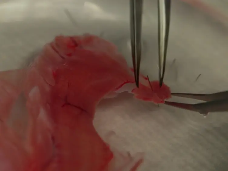 Functional and Morphological Assessment of Diaphragm Innervation by Phrenic Motor Neurons