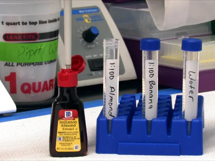 Testing for Odor Discrimination and Habituation in Mice