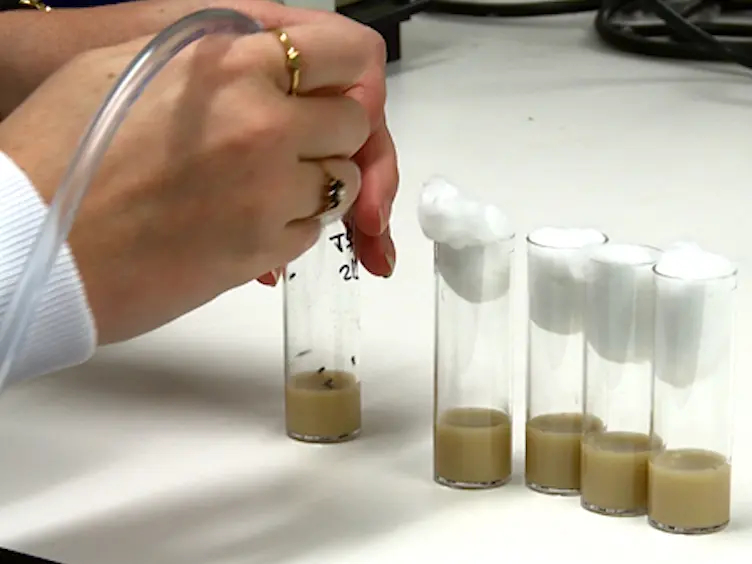 Dyeing Insects for Behavioral Assays: the Mating Behavior of Anesthetized <em>Drosophila</em>