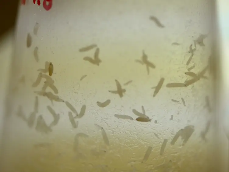 Measurement of Larval Activity in the <em>Drosophila </em>Activity Monitor