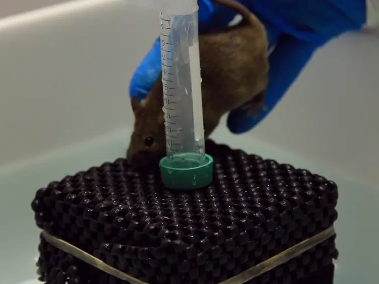 Morris Water Maze Test: Optimization for Mouse Strain and Testing Environment