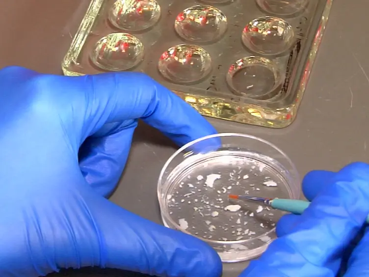 Assaying Blood Cell Populations of the <em>Drosophila melanogaster</em> Larva