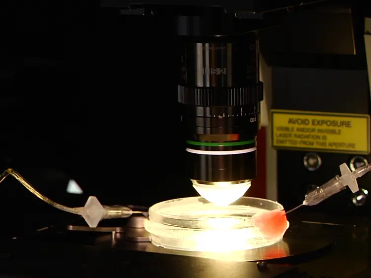 Two-photon Imaging of Intracellular Ca<sup>2+</sup> Handling and Nitric Oxide Production in Endothelial and Smooth Muscle Cells of an Isolated Rat Aorta