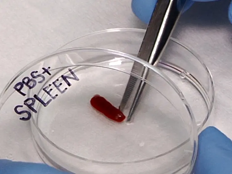 Mouse Naïve CD4<sup>+</sup> T Cell Isolation and <em>In vitro</em> Differentiation into T Cell Subsets
