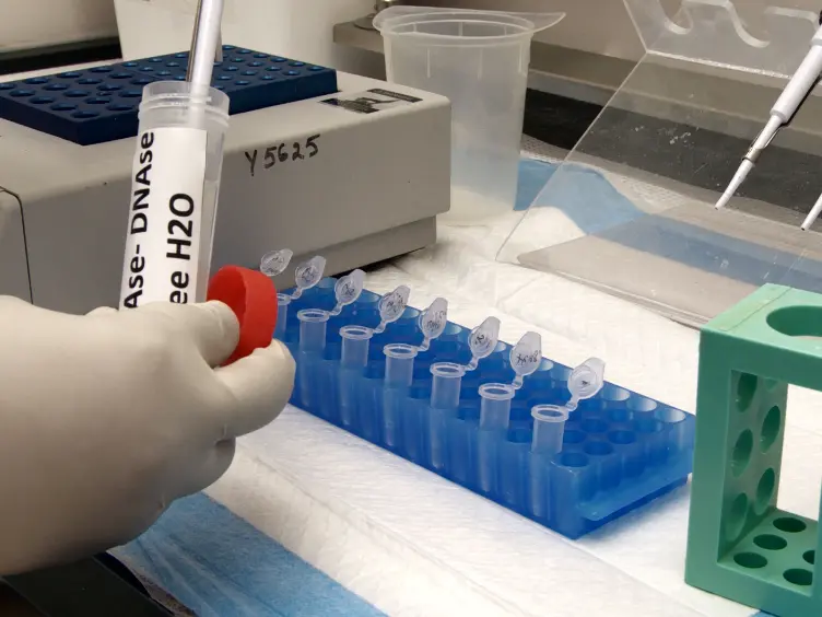 Isolation of Murine Peritoneal Macrophages to Carry Out Gene Expression Analysis Upon Toll-like Receptors Stimulation